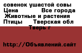 совенок ушастой совы › Цена ­ 5 000 - Все города Животные и растения » Птицы   . Тверская обл.,Тверь г.